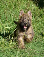 /album/cairn-terrier-venezuela/cairn-terrier-cachorros-lindisimos-varios-colores-13194-mla20073083811-042014-f-jpg/