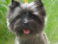 /album/cairn-terrier-venezuela/dscf1725-jpg/