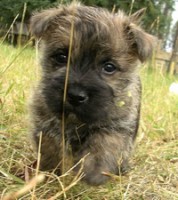 /album/cairn-terrier-venezuela/cairn-terrier-05-jpg/